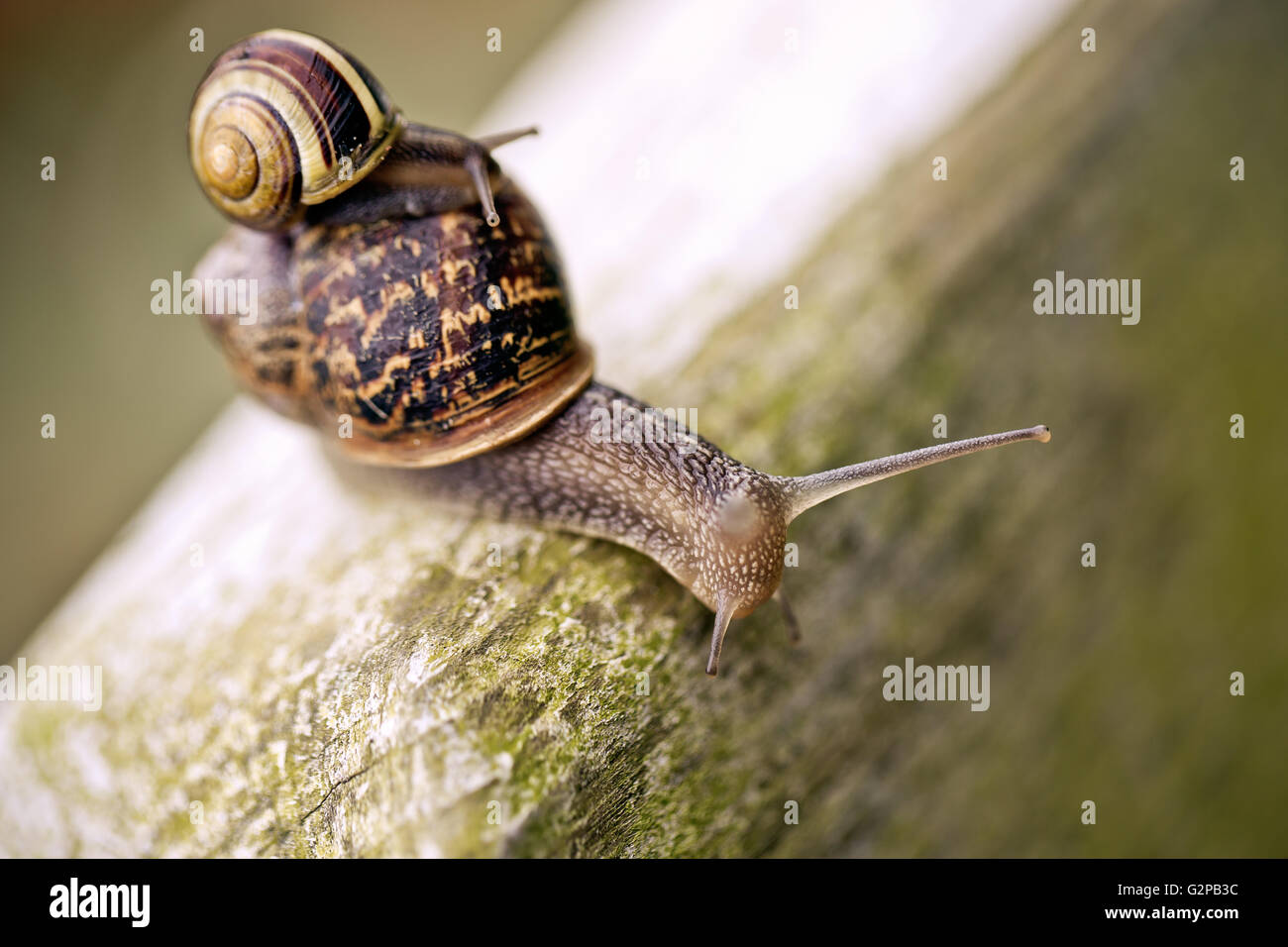 Large Snail carrying small snail on her back in the garden in summer Stock Photo