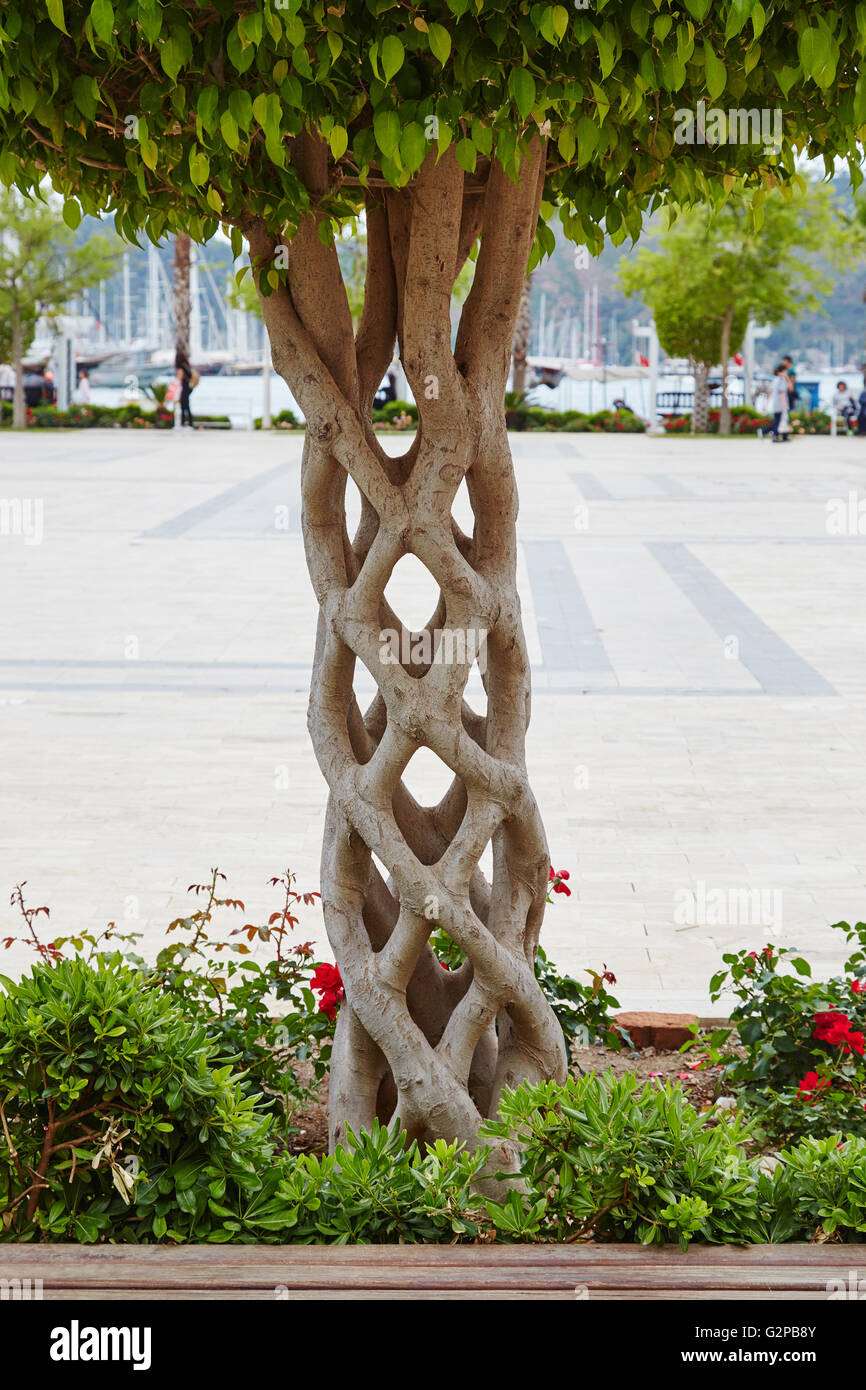 A 'Basket' tree or 'Circus tree' created by grafting many different trees so that they bond and grow together. Fethiye, Turkey. Stock Photo