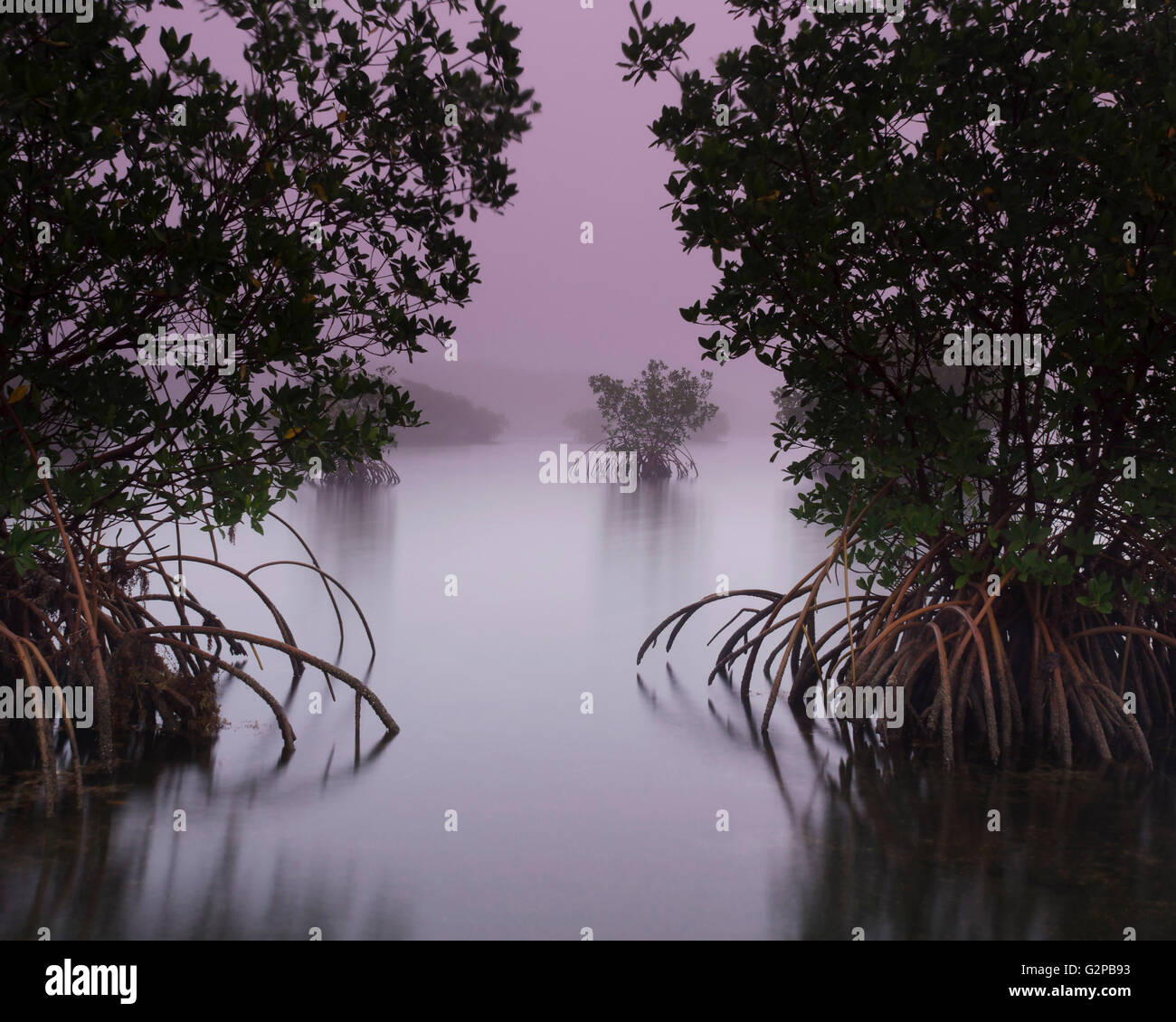 A calm and peaceful foggy morning on a Florida mangrove shoreline. Stock Photo