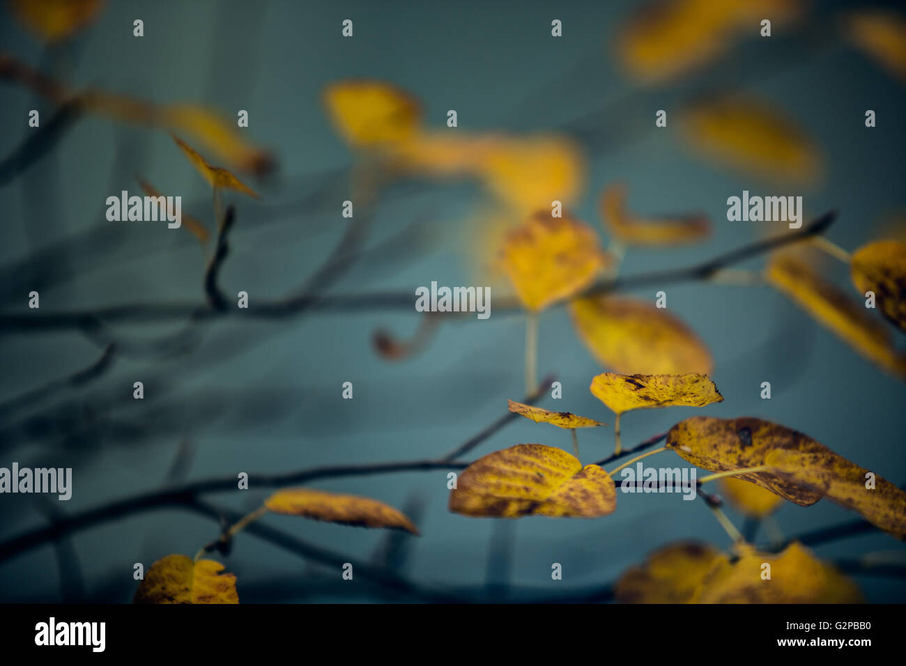 Branches width Brightly colored Foliage in Autumn Forest Stock Photo