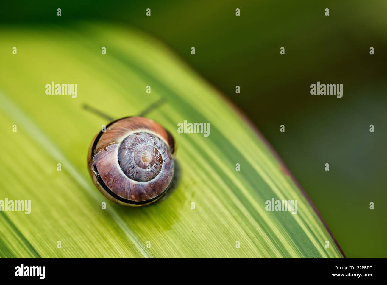 Small banded garden snail in summer on green leaf Stock Photo