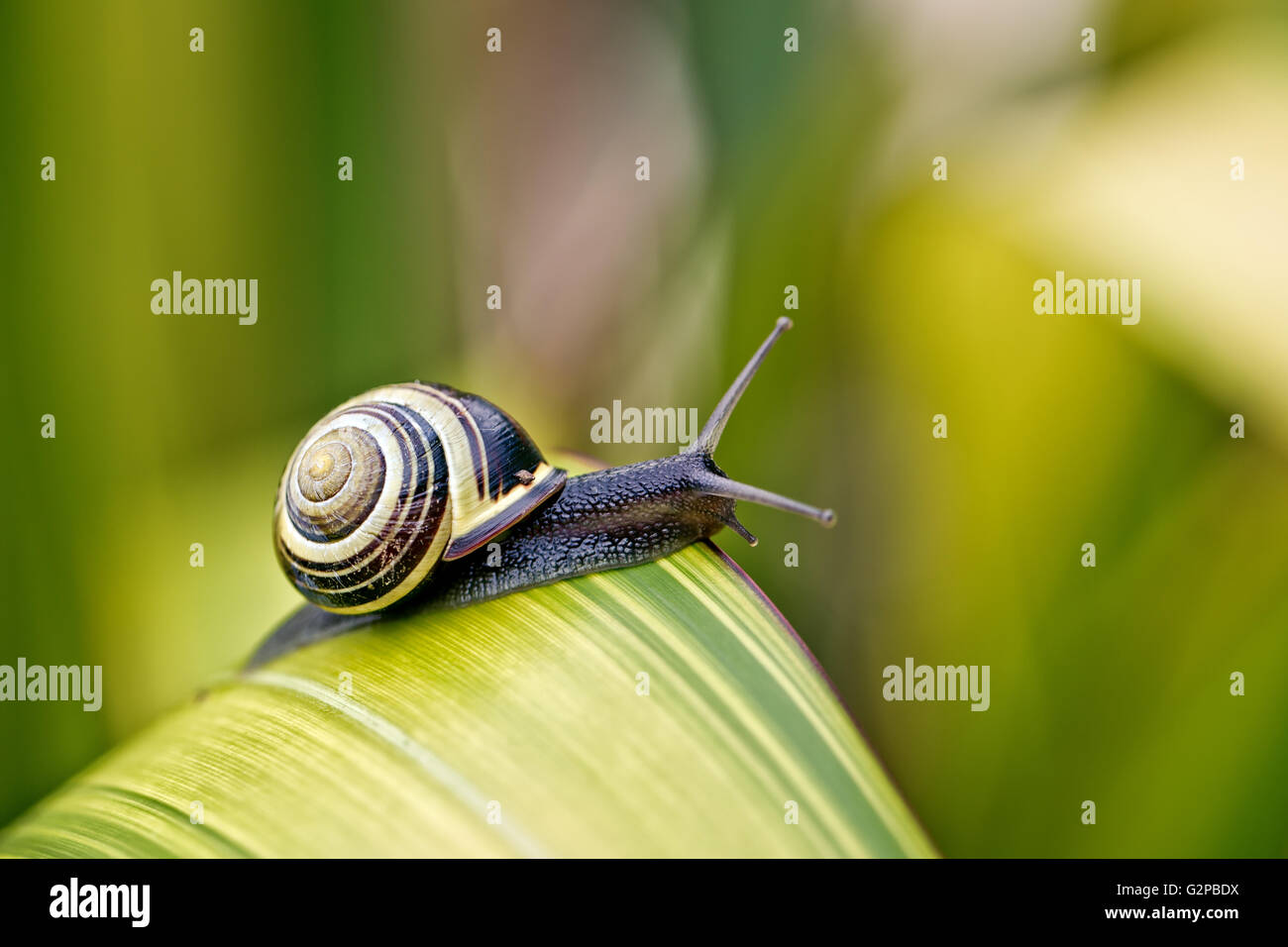 Small banded garden snail in summer on green leaf Stock Photo - Alamy