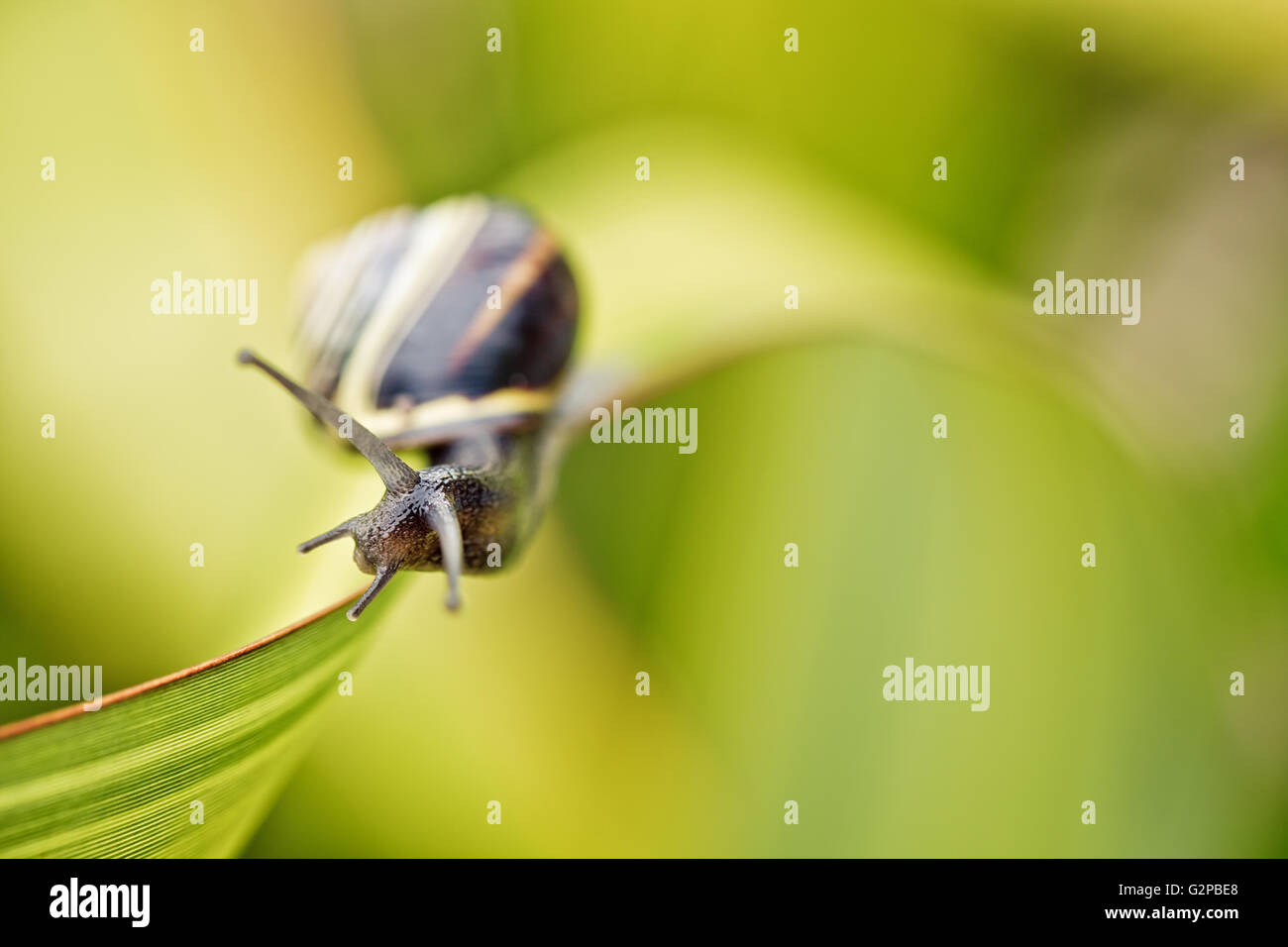 Small banded garden snail in summer on green leaf Stock Photo - Alamy
