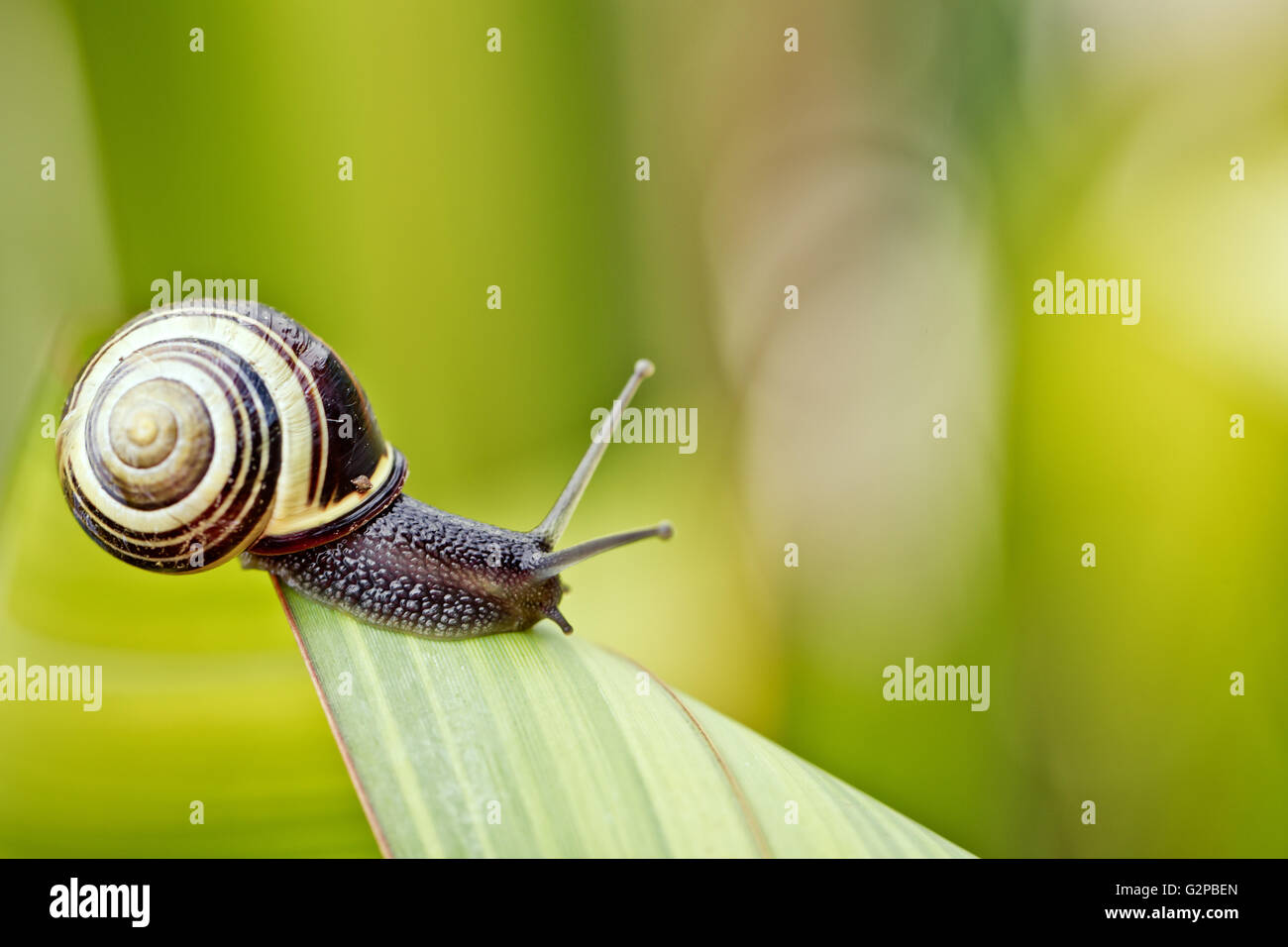 Small banded garden snail in summer on green leaf Stock Photo - Alamy