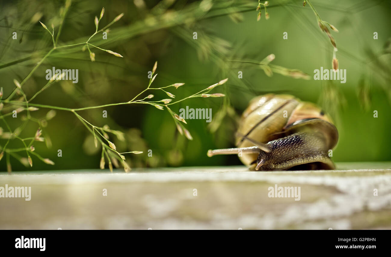 Small banded garden snail in summer on green leaf Stock Photo - Alamy
