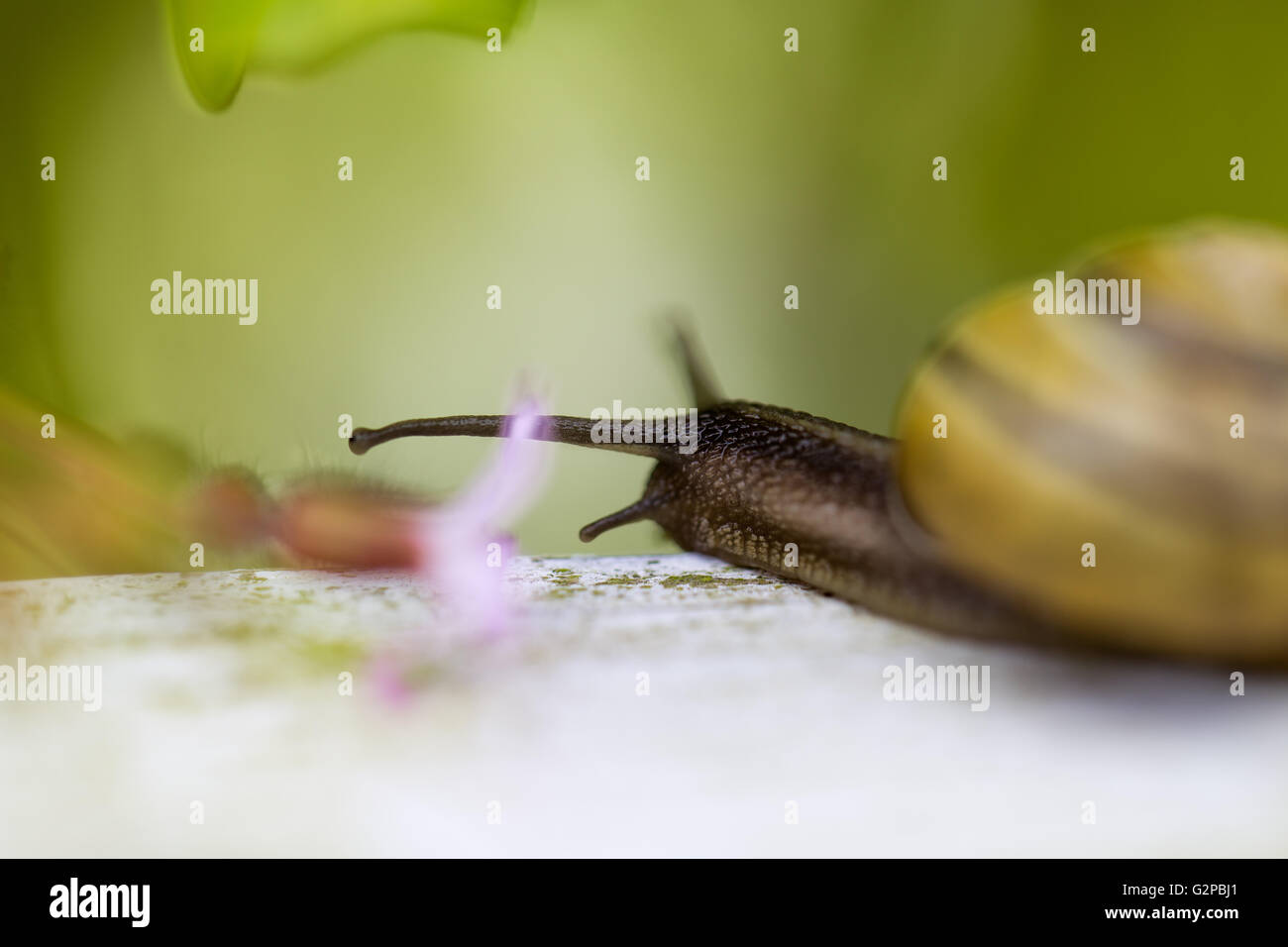 Small banded garden snail in summer on green leaf Stock Photo - Alamy