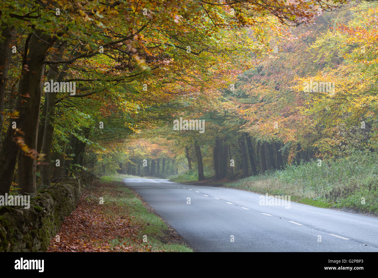 A436 road running through foggy autumnal wood, near Stow-on-the-Wold, Cotswolds, Gloucestershire, England, United Kingdom Stock Photo