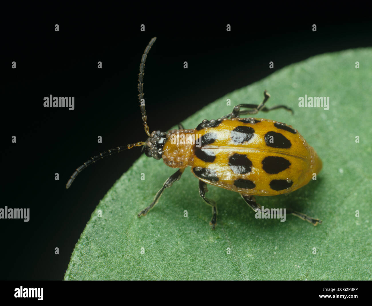 Spotted cucumber beetle, Diabrotica undecimpunctata, adult with phoretic mites Stock Photo