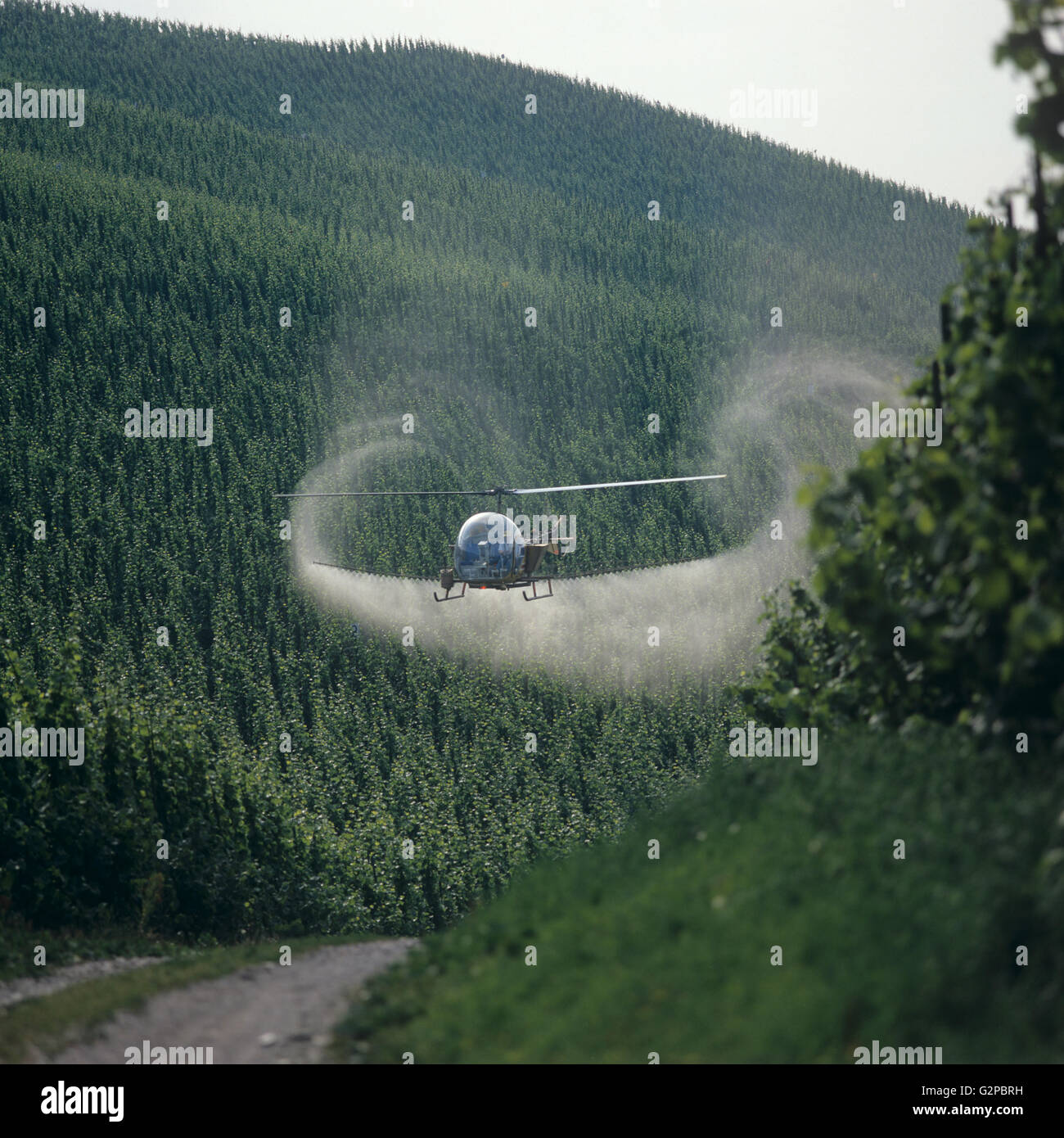 Helicopter spraying fungicide and trace element fertilizer on to vines