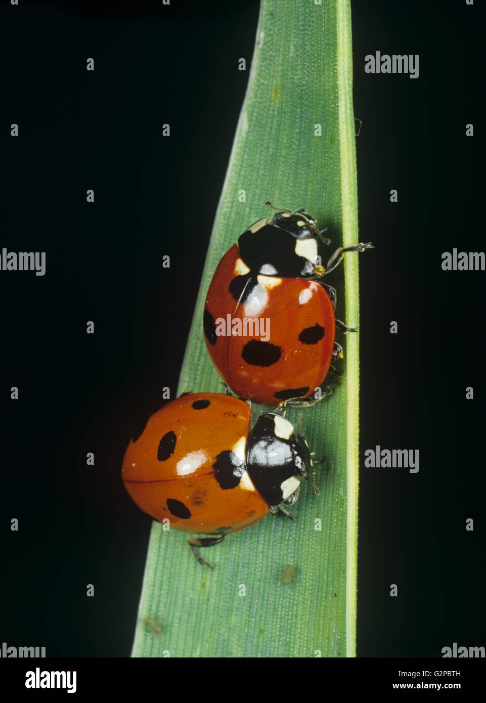 A seven spotted ladybirds, Coccinella septempunctata, on a wheat leaf Stock Photo