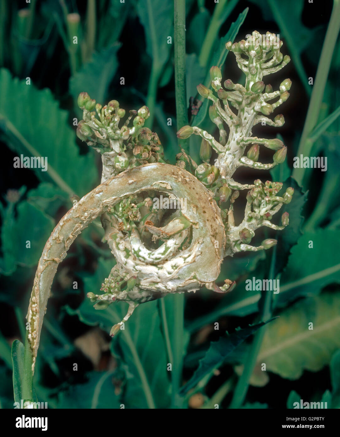 White blister rust (Albugo candida) on purple sprouting broccoli flower bud Stock Photo