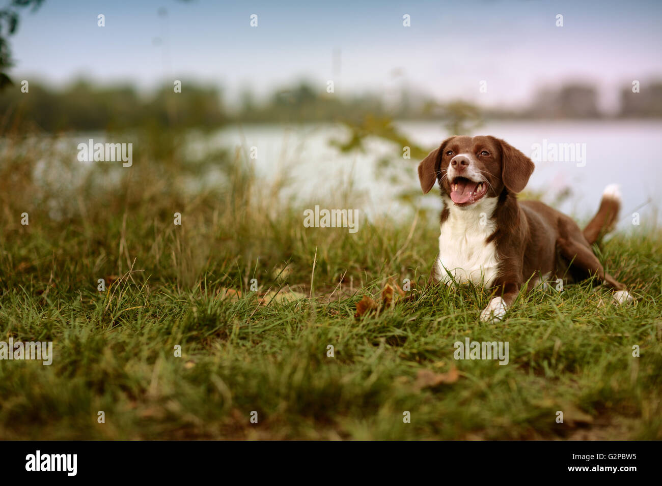 Outdoor Portrait of a dog at a Lake Stock Photo
