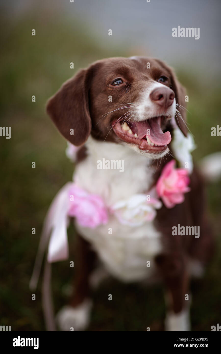 Outdoor Portrait of a dog at a Lake Stock Photo