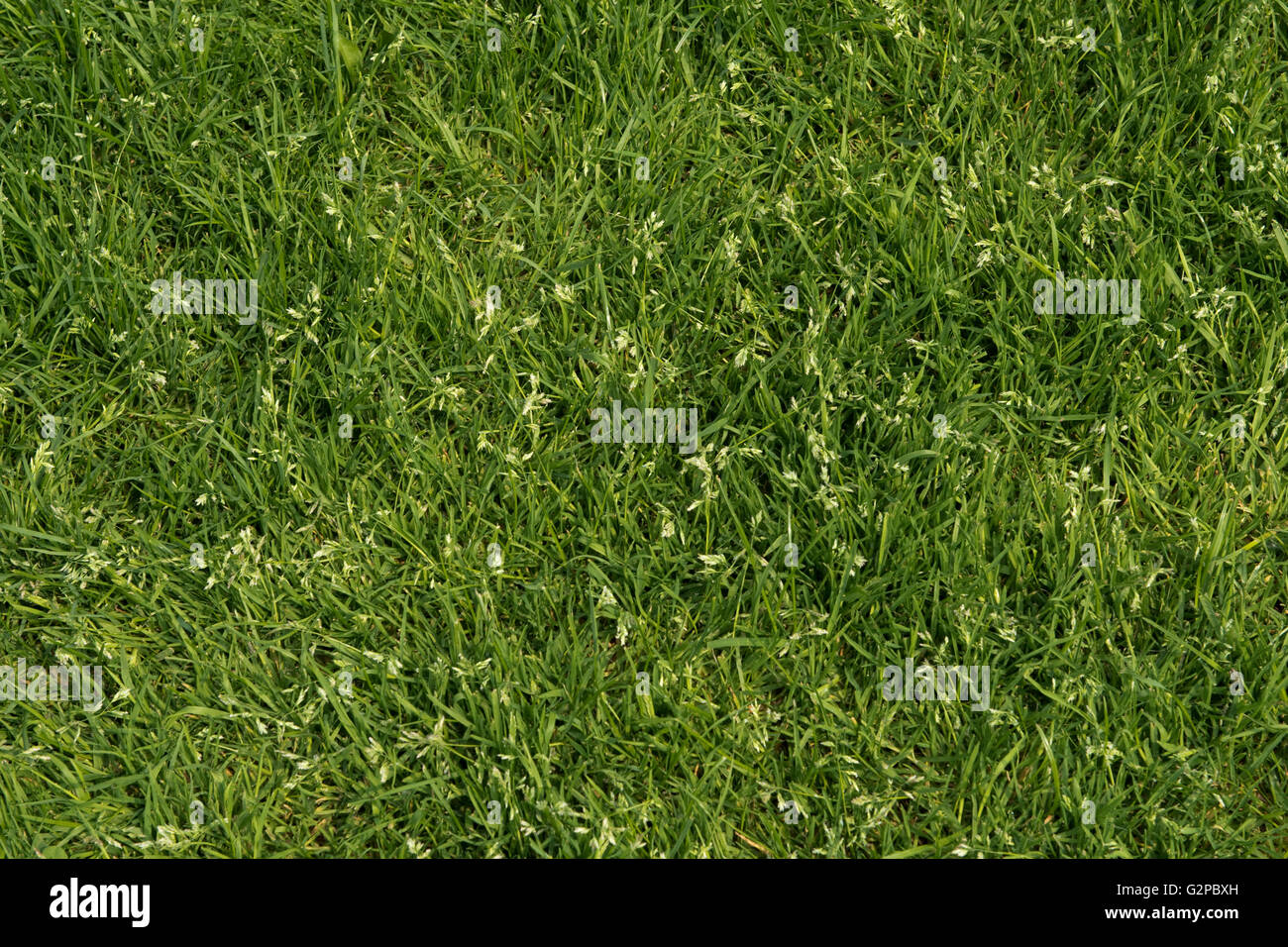 Meadow grass, Poa sp., stunted grasses coming into flower in a garden lawn Stock Photo