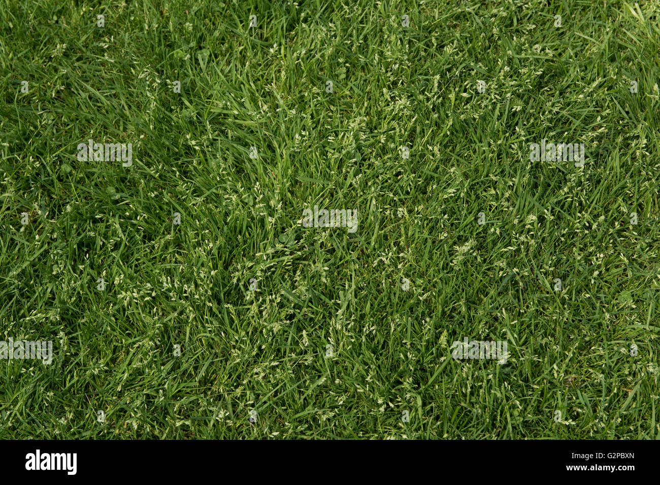 Meadow grass, Poa sp., stunted grasses coming into flower in a garden lawn Stock Photo