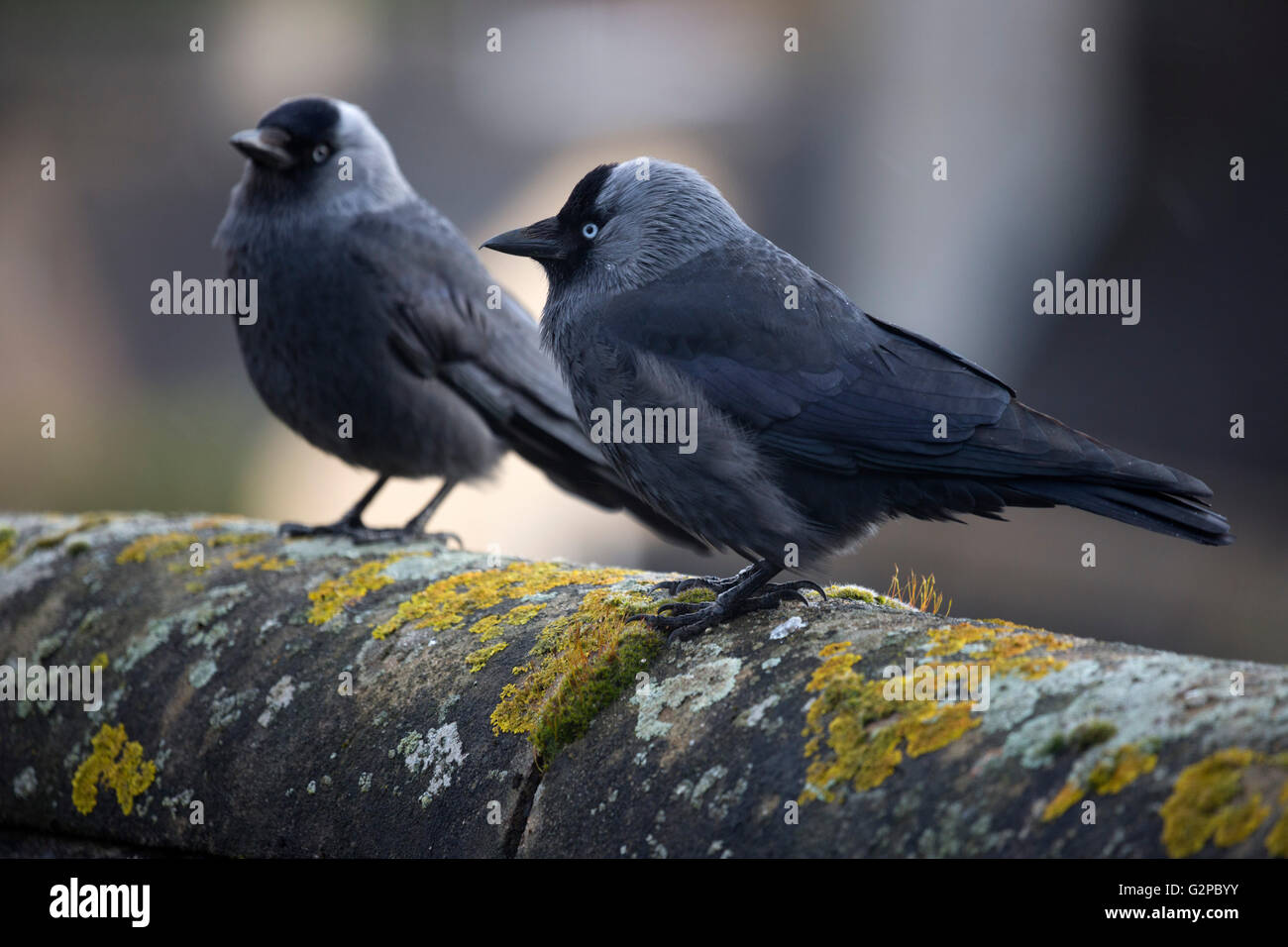 Pair of Jackdaws on rooftop, Chipping Campden, Cotswolds, Gloucestershire, England, United Kingdom, Europe Stock Photo