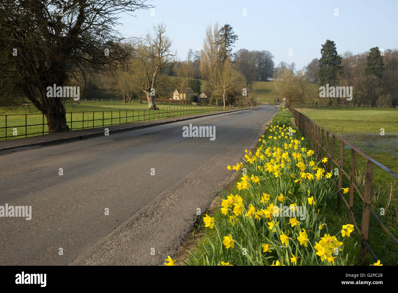 Daffodil lined country road, Coln St Aldwyns, Cotswolds, Gloucestershire, England, United Kingdom, Europe Stock Photo