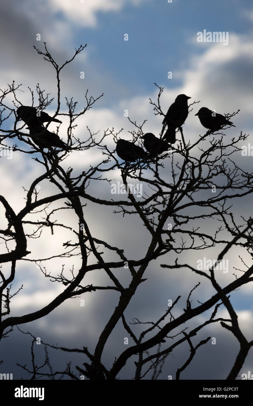 Jackdaws perched on gnarled tree branches, Chipping Campden, Cotswolds, Gloucestershire, England, United Kingdom, Europe Stock Photo