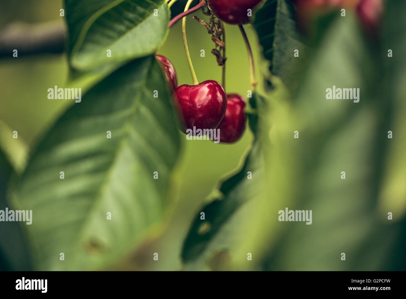 Ripe and juicy sweet Red Cherries on the Tree in Summer Stock Photo