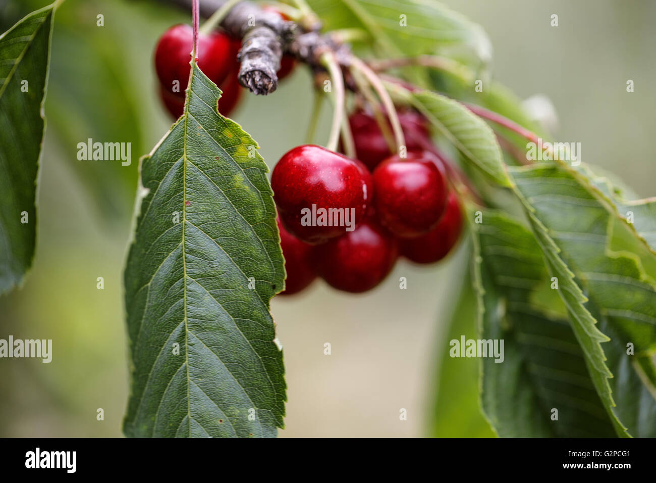 Ripe and juicy sweet Red Cherries on the Tree in Summer Stock Photo