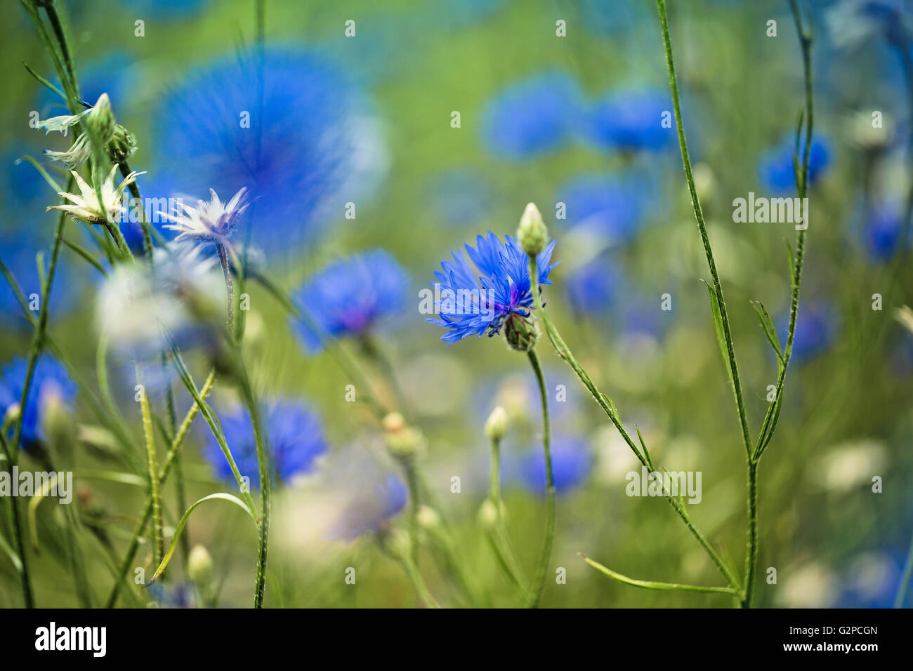 Bright Blue Corn Flowers on the Field in Summer at a Sunny Day Stock Photo