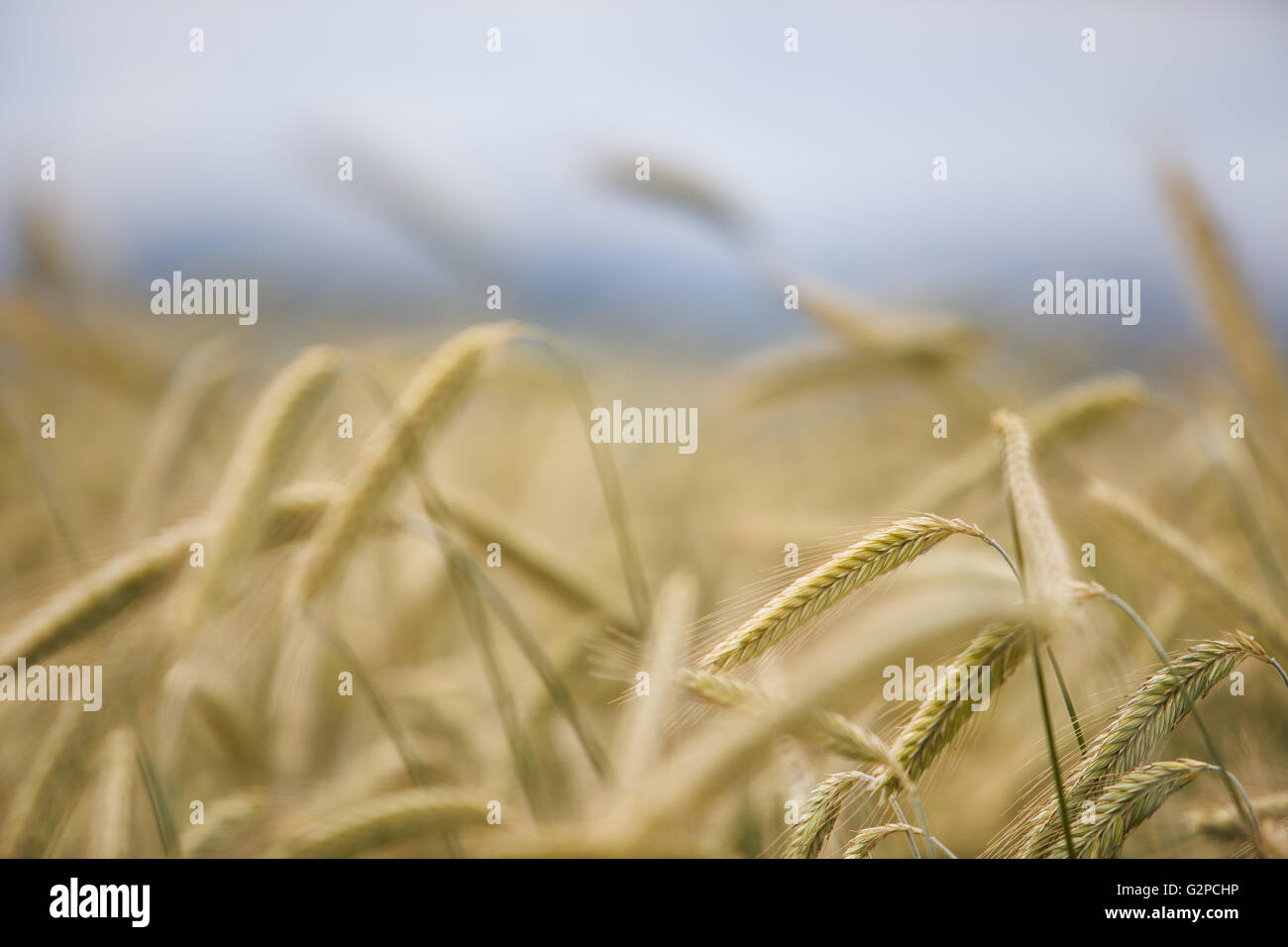 Wheat field wheat hi-res stock photography and images - Alamy