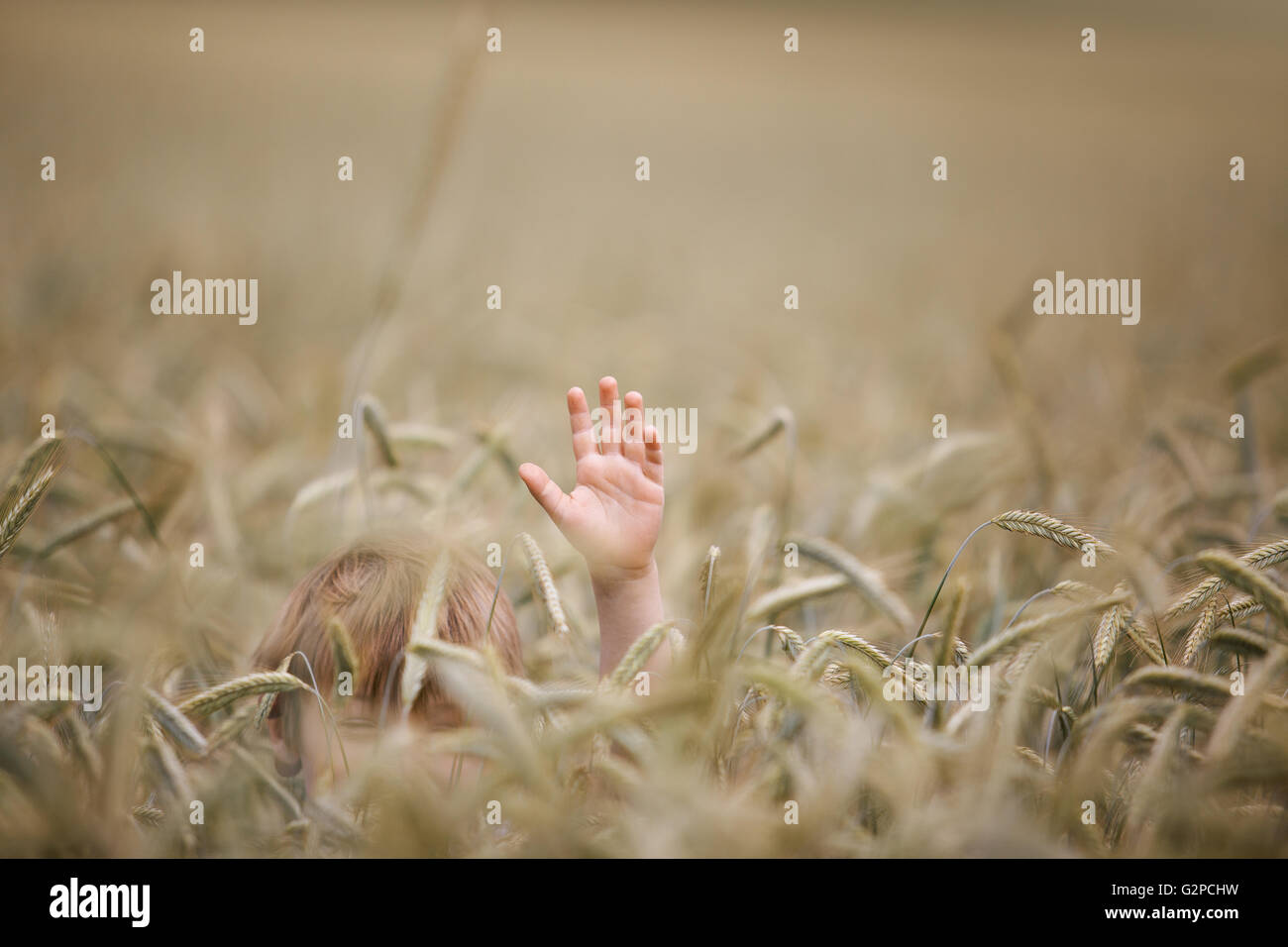 Boy hiding in wheat field waving his hand Stock Photo