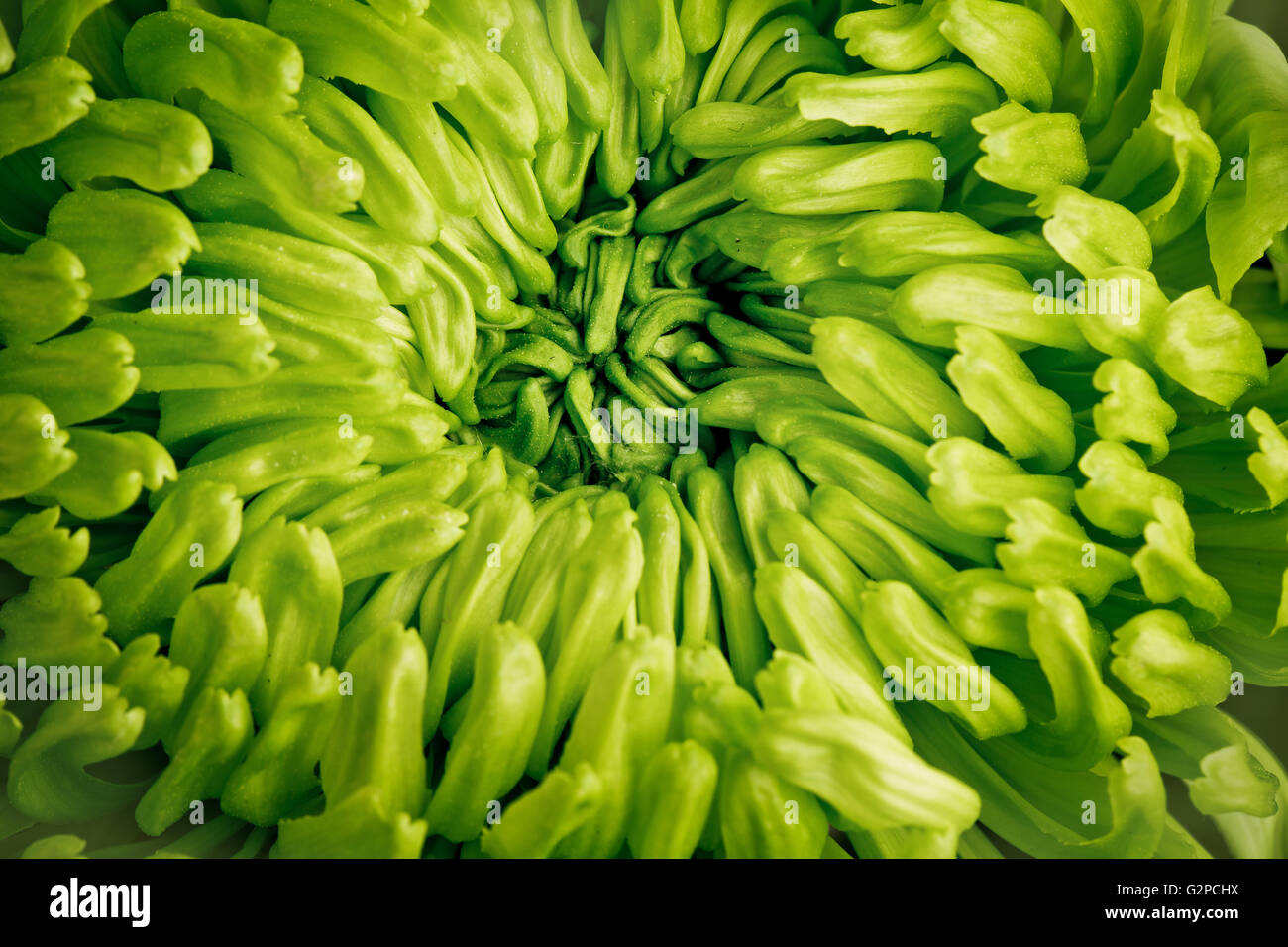 Close up of center of green flower before blossoming Stock Photo