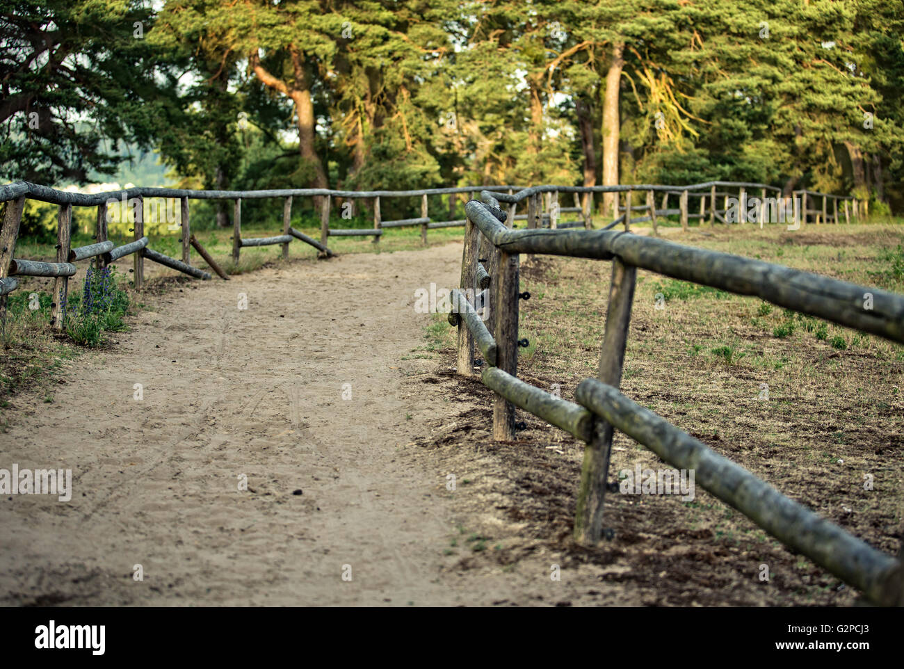 Sandy Forest Path fenced with wooden bars through summer forest Stock Photo