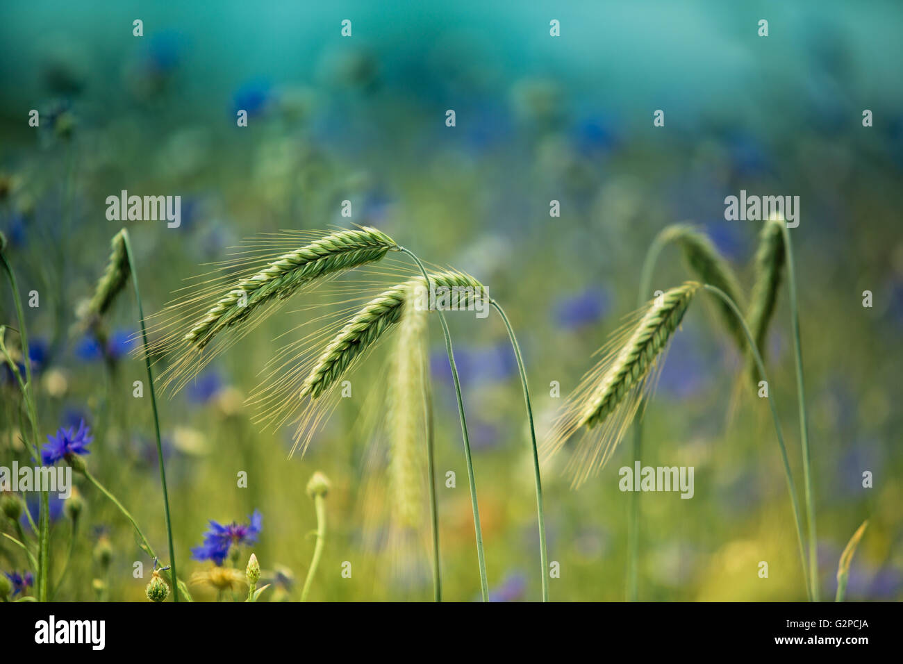 Field of Wheat with Corn Flowers in Summer Stock Photo
