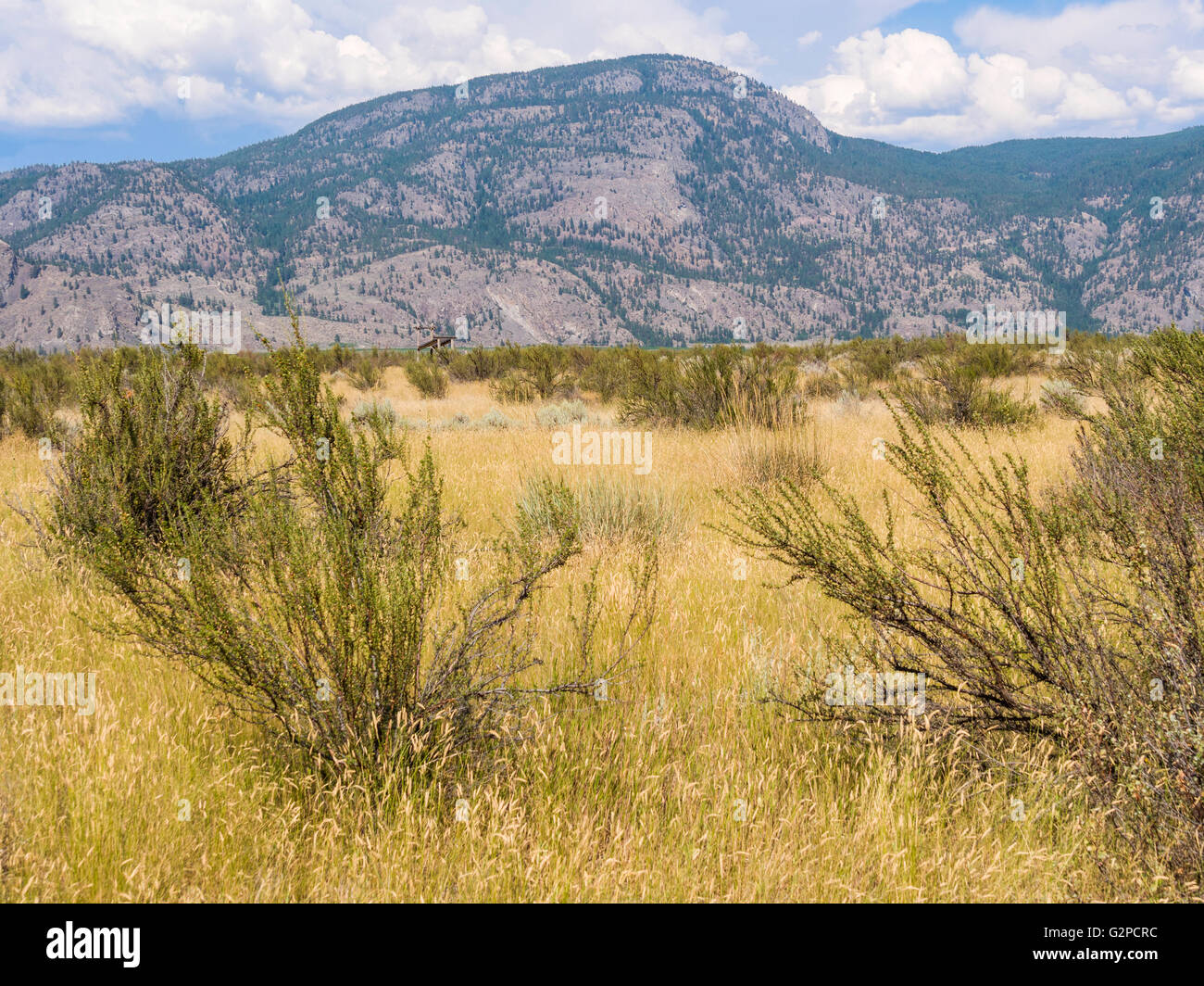 Osoyoos Desert Centre, BC, Canada, is 67 acre nature interpretive facility with a 1.5 km self-guided tour on elevated boardwalk. Stock Photo