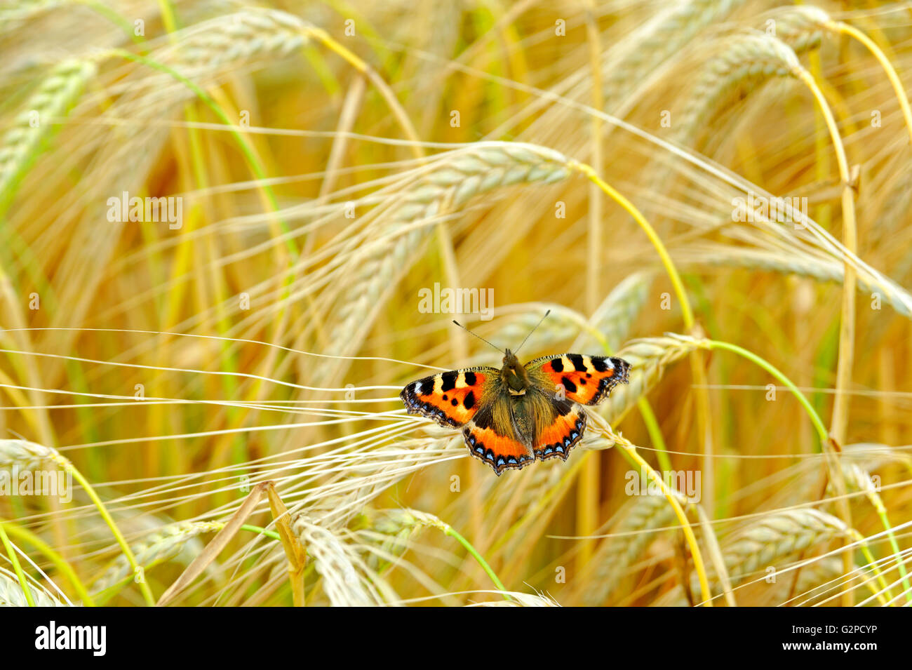 SMALL TORTOISESHELL BUTTERFLY IN A WHEAT FIELD Stock Photo