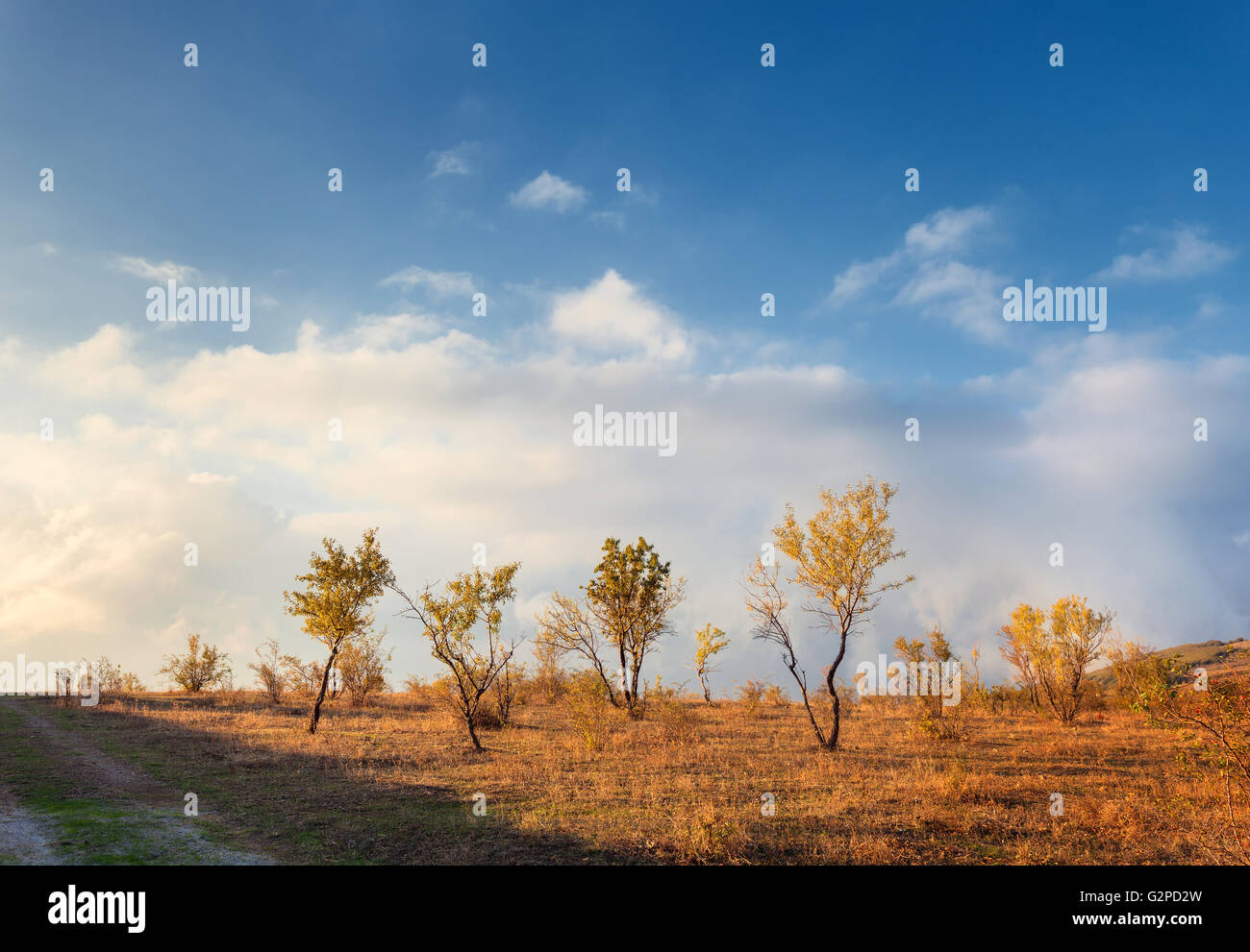 Lonely trees with yellow leaves in the hill on the background of blue cloudy sky at sunset in autumn. Natural landscape Stock Photo