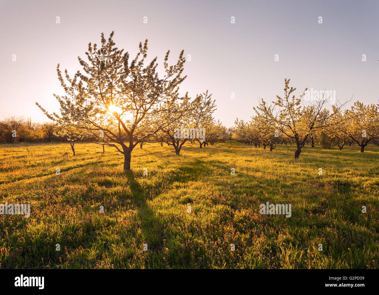 Lonely flowering fruit trees in the garden at sunset in spring. Stock Photo