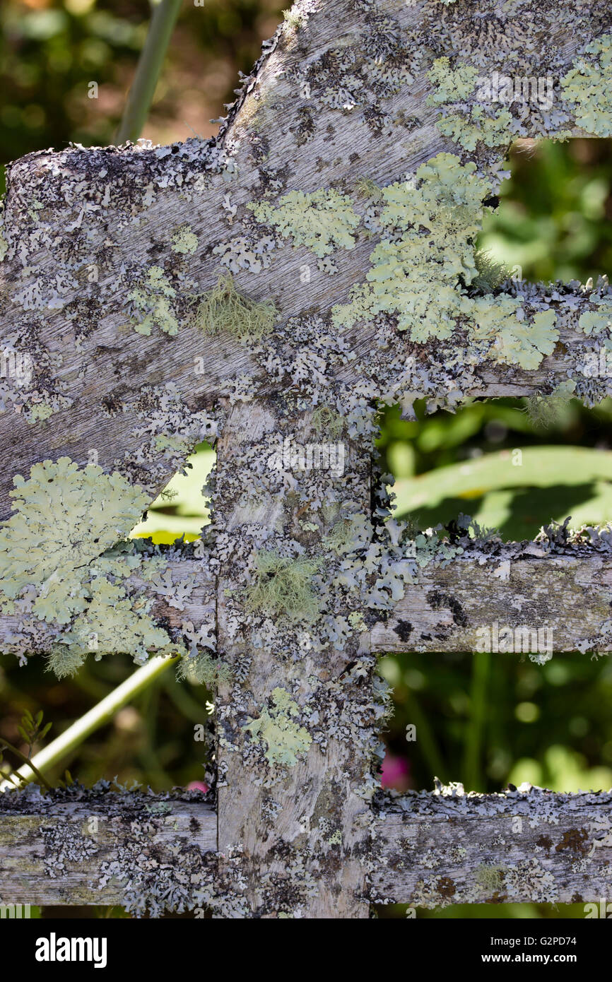Plumose and crustose lichens growing on an old wooden bench in the clean air of a Devon garden Stock Photo
