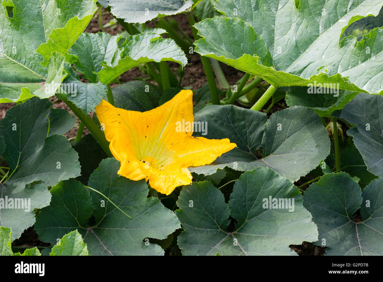Heritage vegetable, Pumpkin 'Jack O'Lantern' flower amid the large leaved foliage Stock Photo