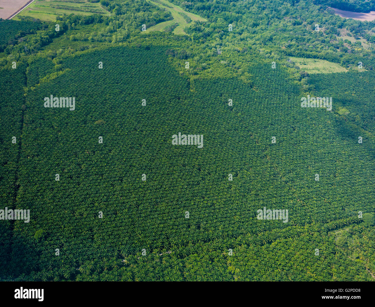COSTA RICA - Aerial of palm oil plantation Stock Photo - Alamy