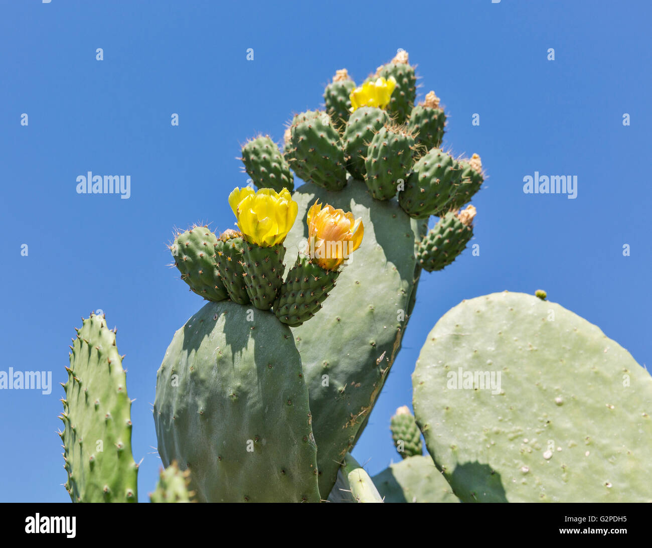 Blooming cactus Coccinellifera outdoor closeup against clear blue sky. Paphos, Cyprus. Stock Photo