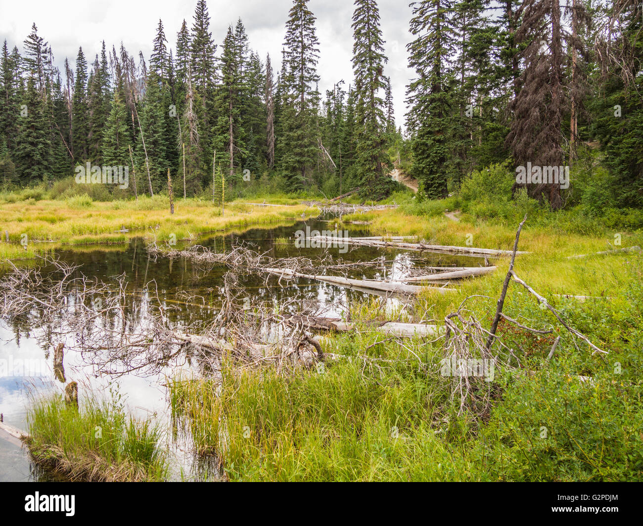 Beaver Pond, on Beaver Pond Trail, a rest area on Highway 3 in E. C