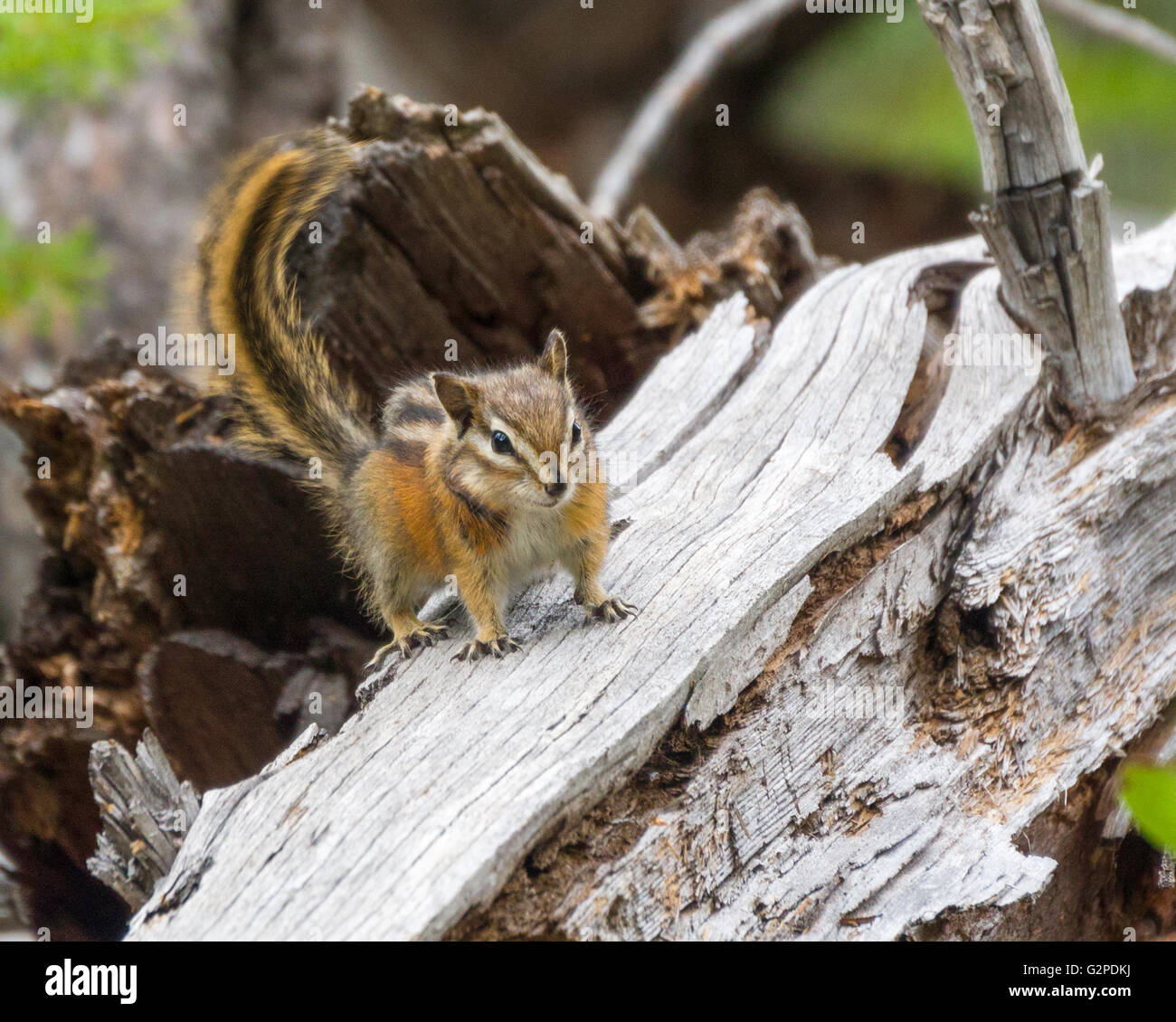 Chipmunk on Beaver Pond Trail, a rest area on the Crowsnest Highway in E. C. Manning Provincial Park, BC, Canada Stock Photo