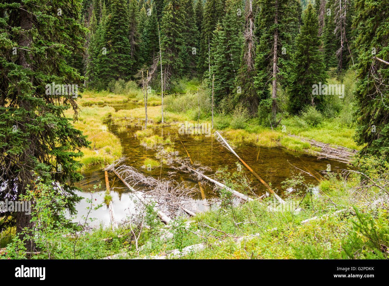 Beaver Pond, on Beaver Pond Trail, a rest area on Highway 3 in E. C