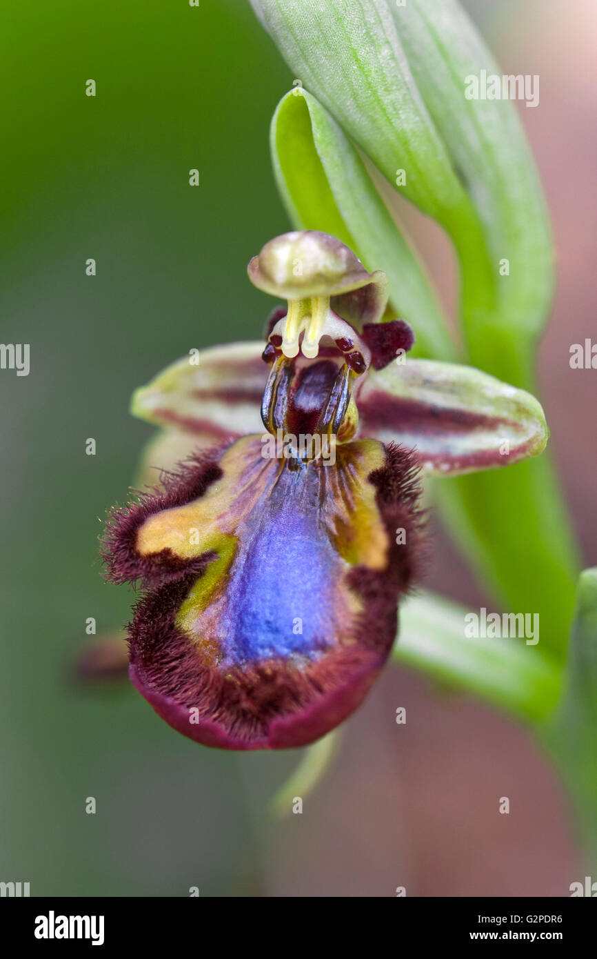 Orchid named Mirror orchid. Ophrys speculum or Ophrys ciliata. Stock Photo