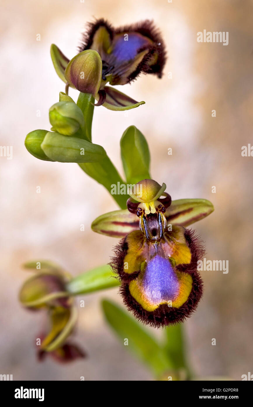 Orchid named Mirror orchid. Ophrys speculum or Ophrys ciliata. Stock Photo