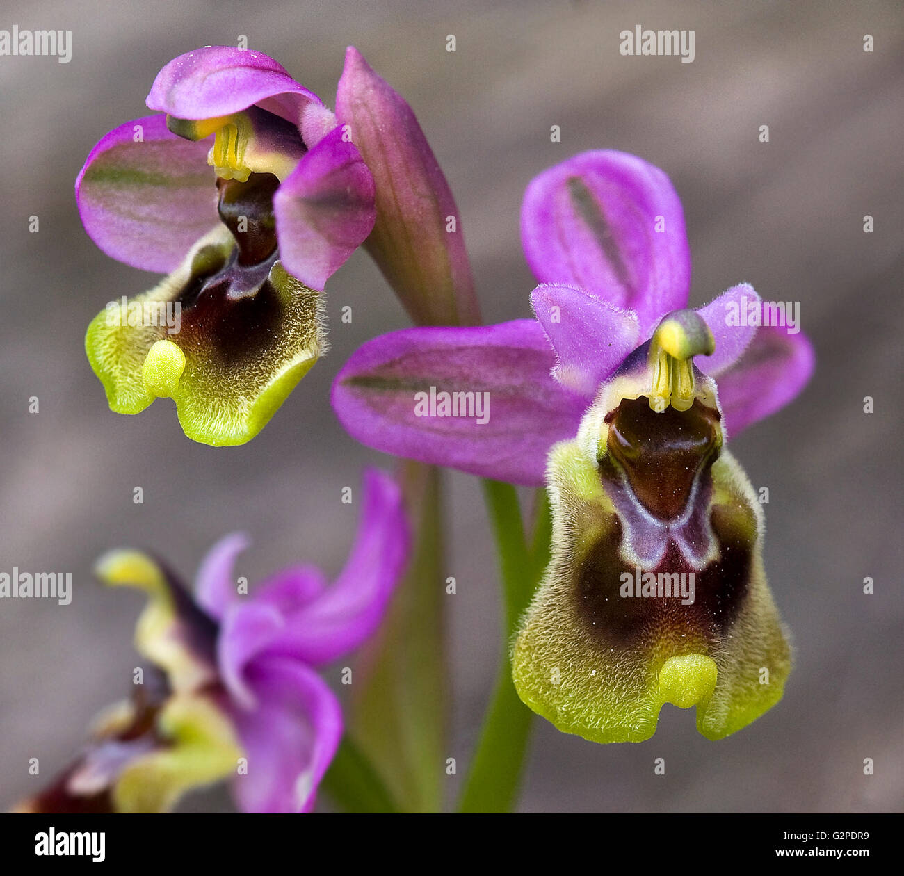 Sawfly orchid. Ophrys tenthredinifera. Stock Photo
