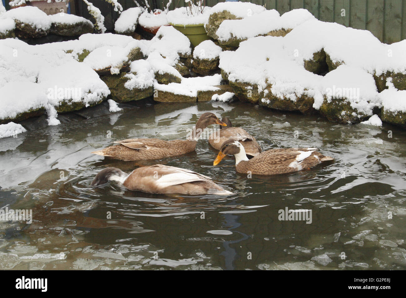 indian runner ducks in pond during winter Anas platyrhynchos domesticus