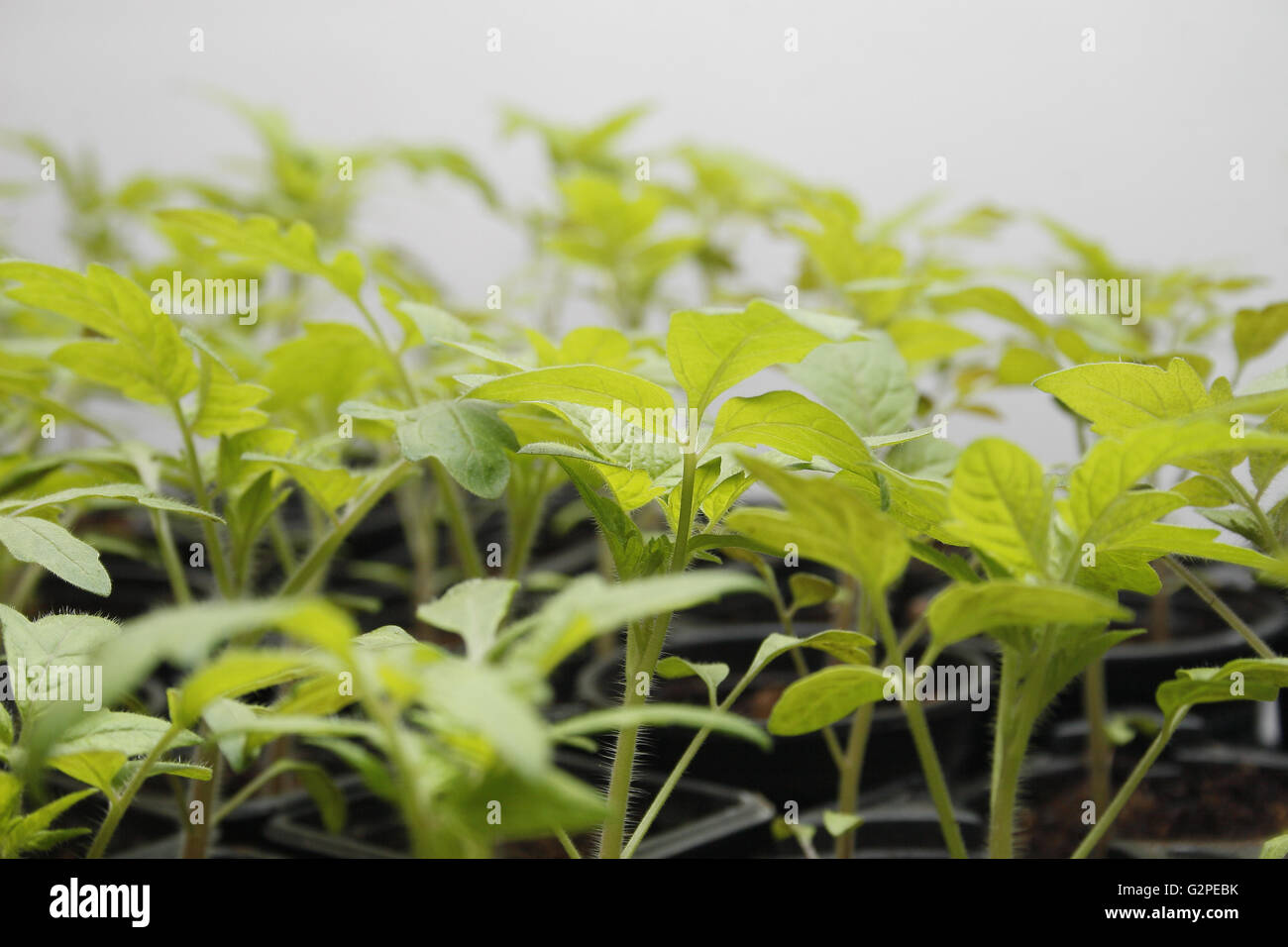 image of tomato seedlings in pots Solanum lycopersicum Stock Photo