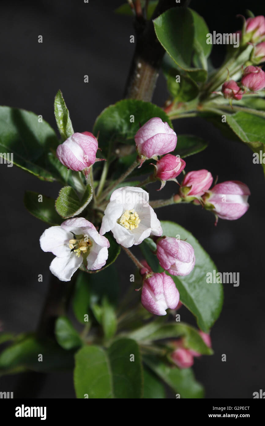 apple blossom on crab apple "Red Sentinel" Malus Stock Photo - Alamy