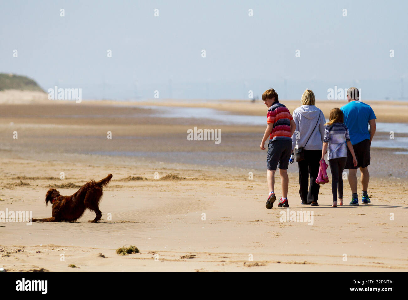 Dog plays on the beach, Ainsdale, Southport, Merseyside, UK Weather. 18C and rising as local