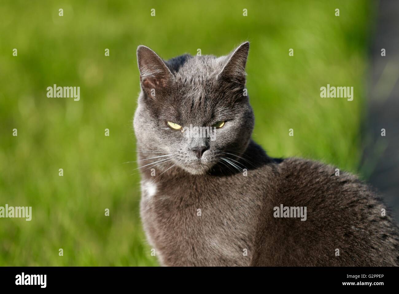 a purebred grey cat in the garden Stock Photo
