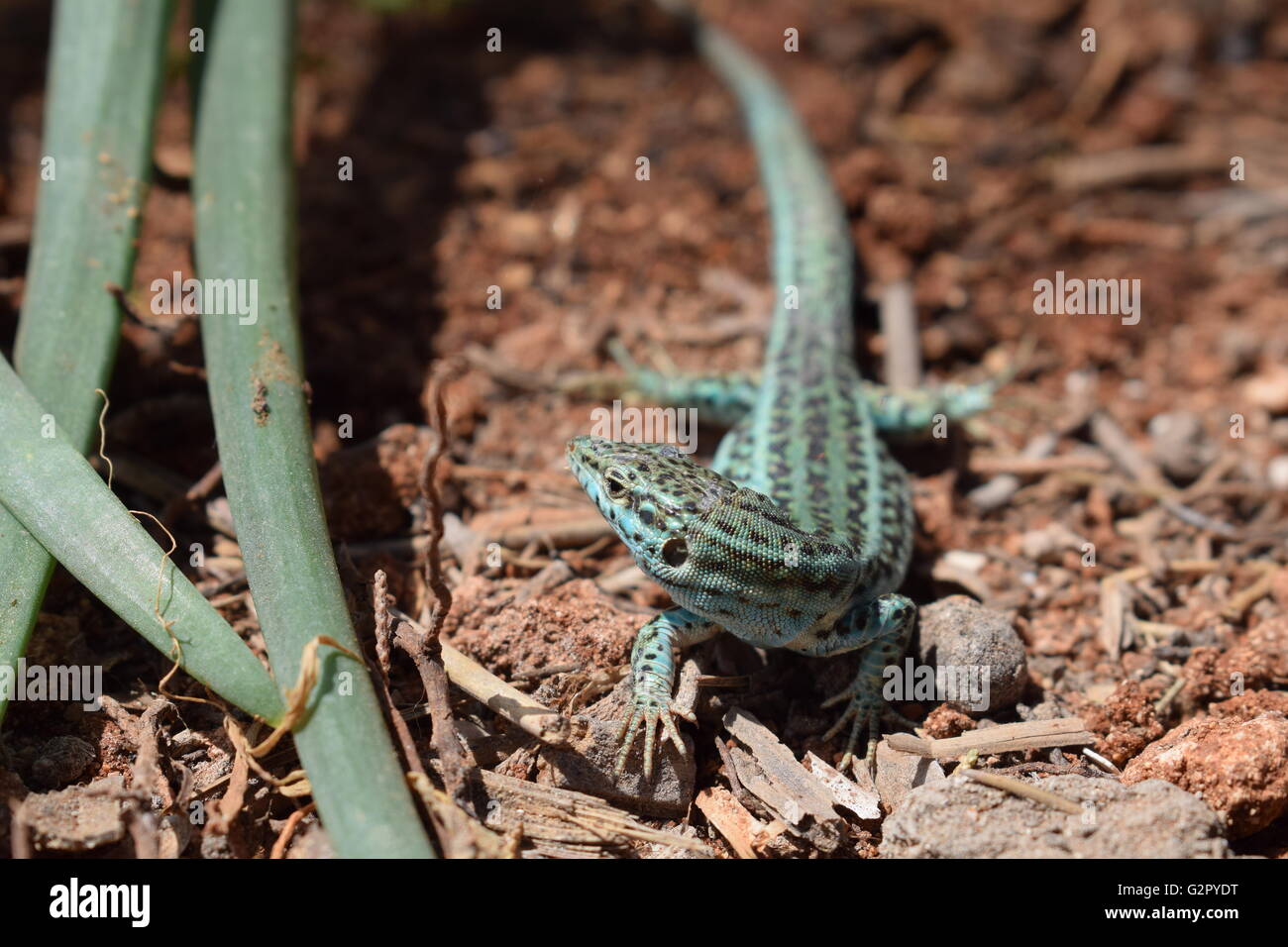 Close up of Podarcis Pityusensis Formenterae lizard Stock Photo